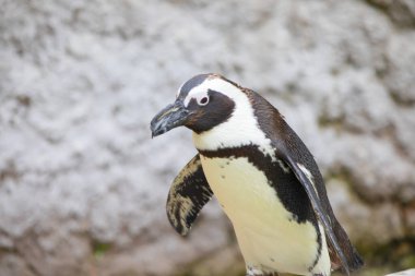 Doğada gezinen bir penguen sürüsü