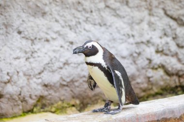 Doğada gezinen bir penguen sürüsü