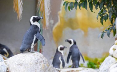 Doğada gezinen bir penguen sürüsü