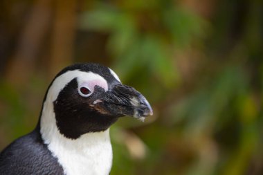Doğada gezinen bir penguen sürüsü
