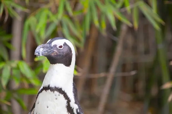 Ένα Σμήνος Πιγκουίνων Περιπλανιέται Στη Φύση — Φωτογραφία Αρχείου