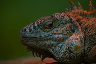 Vahşi yaşam parkında iguana,