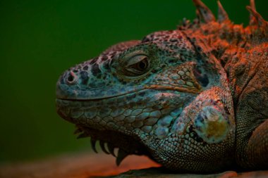 Vahşi yaşam parkında iguana,