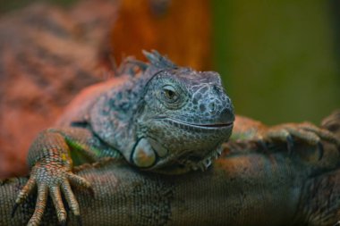 Vahşi yaşam parkında iguana,