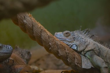 Vahşi yaşam parkında iguana,