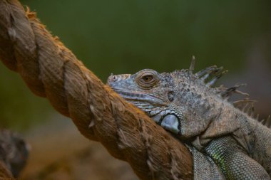 Vahşi yaşam parkında iguana,