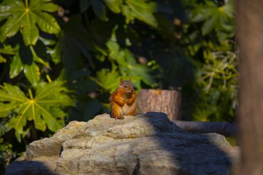 Sincaplar doğal hayatta beslenir..
