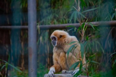 Parkta oynayan maymunlar