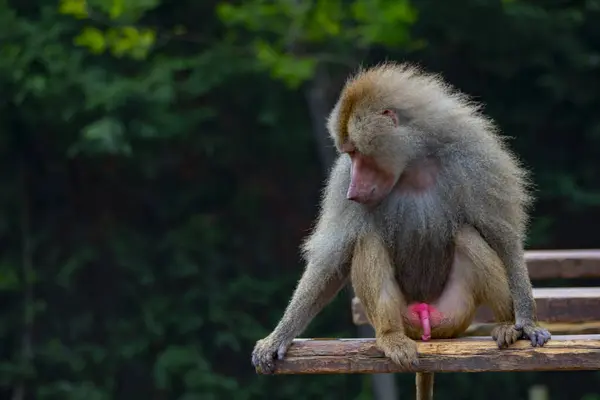 Monos Jugando Parque — Foto de Stock