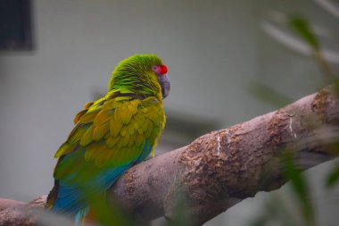 Ağaçta dinlenen renkli papağanlar.