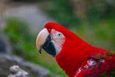 Ağaçta dinlenen renkli papağanlar.