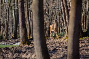 Roe geyiği ormanda yürüyor.