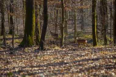 Roe geyiği ormanda yürüyor.