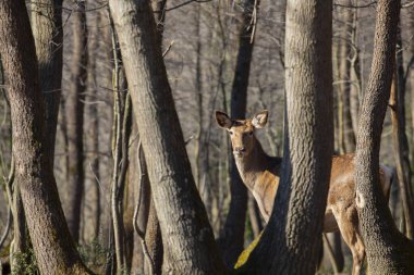 Roe geyiği ormanda yürüyor.