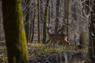 Roe geyiği ormanda yürüyor.
