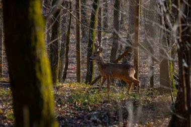 Roe geyiği ormanda yürüyor.