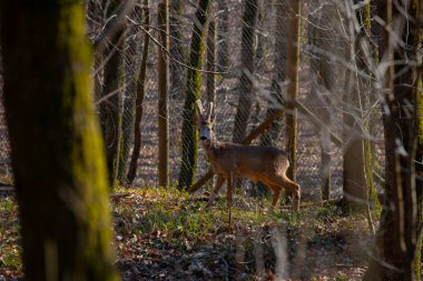 Roe geyiği ormanda yürüyor.