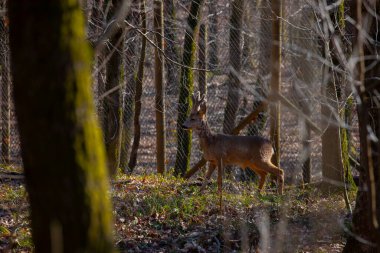 Roe geyiği ormanda yürüyor.