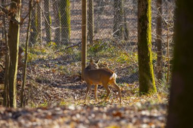 Roe geyiği ormanda yürüyor.