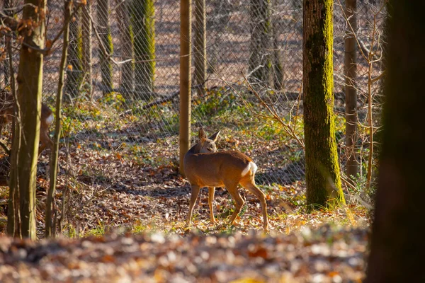 Roe geyiği ormanda yürüyor.