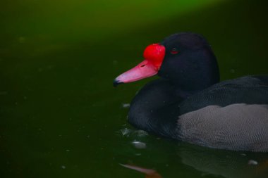 Güzel bir gül gagalı Pochard, Netta peposaca, Slimbridge sulak arazisindeki bir gölde yüzüyor..