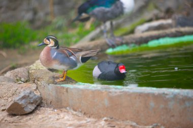 Güzel bir gül gagalı Pochard, Netta peposaca, Slimbridge sulak arazisindeki bir gölde yüzüyor..