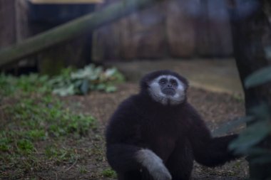 Darica Faruk Yalin Hayvanat Bahçesi Türkiye 'nin en doğal parkında bir günlük benzersiz bir deneyim!