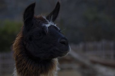 Darica Faruk Yalin Hayvanat Bahçesi Türkiye 'nin en doğal parkında bir günlük benzersiz bir deneyim!