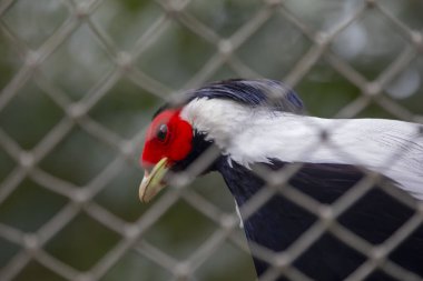Darica Faruk Yalin Hayvanat Bahçesi Türkiye 'nin en doğal parkında bir günlük benzersiz bir deneyim!