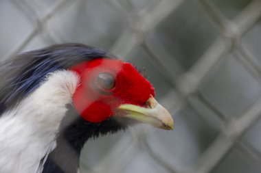 Darica Faruk Yalin Hayvanat Bahçesi Türkiye 'nin en doğal parkında bir günlük benzersiz bir deneyim!