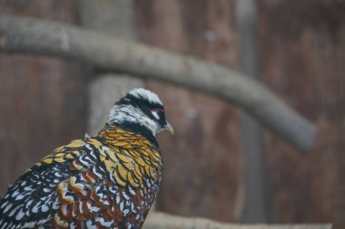 Darica Faruk Yalin Hayvanat Bahçesi Türkiye 'nin en doğal parkında bir günlük benzersiz bir deneyim!