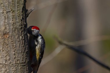 Darica Faruk Yalin Hayvanat Bahçesi Türkiye 'nin en doğal parkında bir günlük benzersiz bir deneyim!