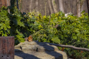 Darca Faruk Yalçın Hayvanat Bahçesi Türkiye 'nin en doğal parkında bir günlük benzersiz bir deneyim!