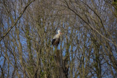 Darca Faruk Yalçın Hayvanat Bahçesi Türkiye 'nin en doğal parkında bir günlük benzersiz bir deneyim!