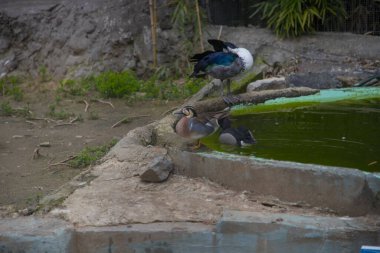 Darca Faruk Yalçın Hayvanat Bahçesi Türkiye 'nin en doğal parkında bir günlük benzersiz bir deneyim!