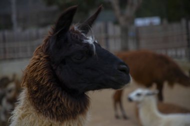 Darca Faruk Yalçın Hayvanat Bahçesi Türkiye 'nin en doğal parkında bir günlük benzersiz bir deneyim!