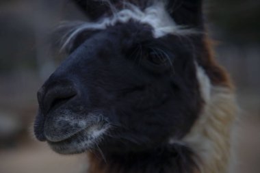 Darca Faruk Yalçın Hayvanat Bahçesi Türkiye 'nin en doğal parkında bir günlük benzersiz bir deneyim!
