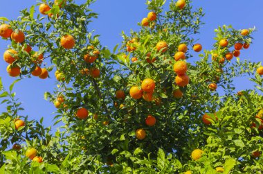 Meyve ve yapraklı acı portakal ağacı
