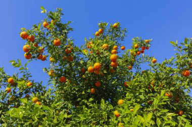 Meyve ve yapraklı acı portakal ağacı