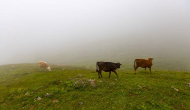 Ambarli Platosu ve Balık Gölü