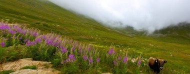 Amlakit Platosu Kakar Dağları Ulusal Parkı