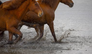 Atlar koşup tozlanıyor. Kayseri Türkiye 'deki Yilki atları sahipsiz yabani atlardır