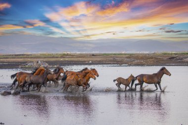 Atlar koşup tozlanıyor. Kayseri Türkiye 'deki Yilki atları sahipsiz yabani atlardır