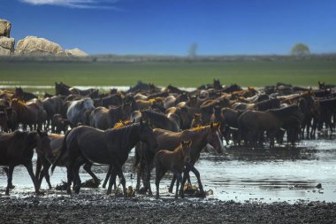 Atlar koşup tozlanıyor. Kayseri Türkiye 'deki Yilki atları sahipsiz yabani atlardır