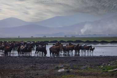 Atlar koşup tozlanıyor. Kayseri Türkiye 'deki Yilki atları sahipsiz yabani atlardır