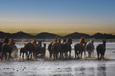 Atlar koşup tozlanıyor. Kayseri Türkiye 'deki Yilki atları sahipsiz yabani atlardır