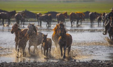 Atlar koşup tozlanıyor. Kayseri Türkiye 'deki Yilki atları sahipsiz yabani atlardır