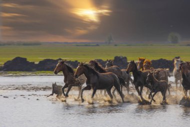 Atlar koşup tozlanıyor. Kayseri Türkiye 'deki Yilki atları sahipsiz yabani atlardır