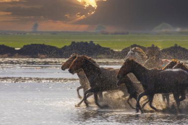 Atlar koşup tozlanıyor. Kayseri Türkiye 'deki Yilki atları sahipsiz yabani atlardır