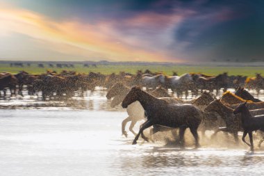 Atlar koşup tozlanıyor. Kayseri Türkiye 'deki Yilki atları sahipsiz yabani atlardır